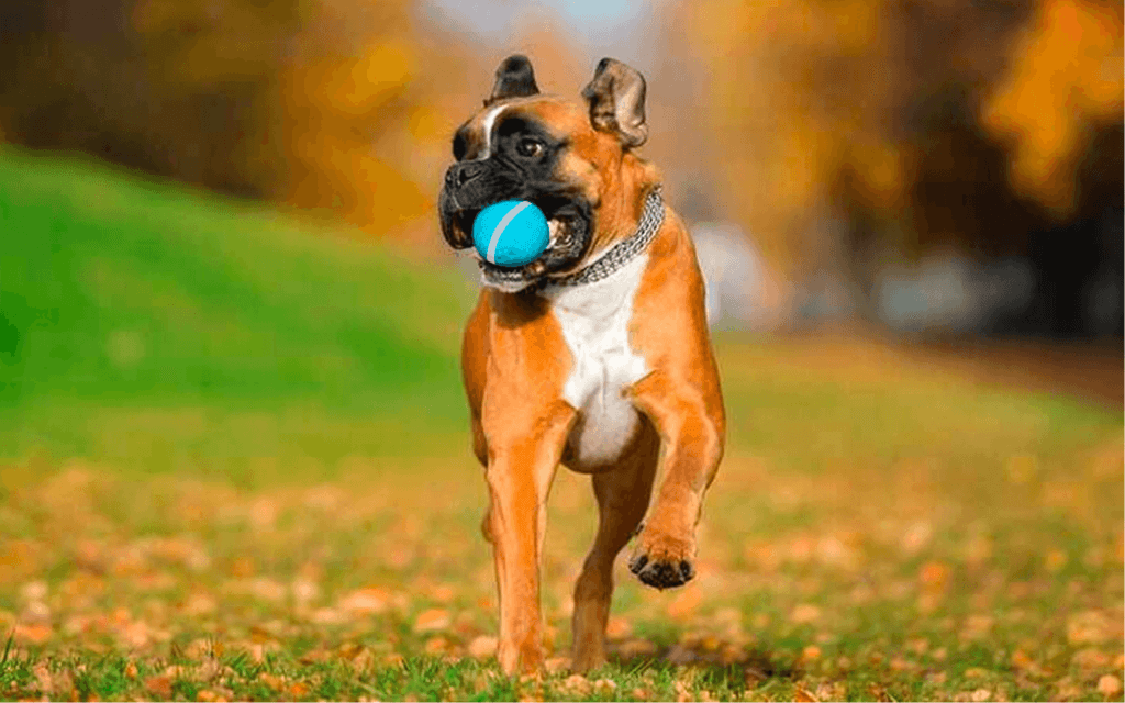 BarxBuddy Ball-The “Smart” Ball to Keep Your Dog Happy, Engaged, & Entertained consumergifts